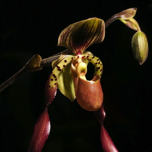 Orchid show at Chinese Cultural Centre