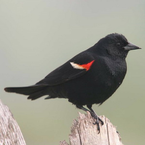 Bird photography at the park