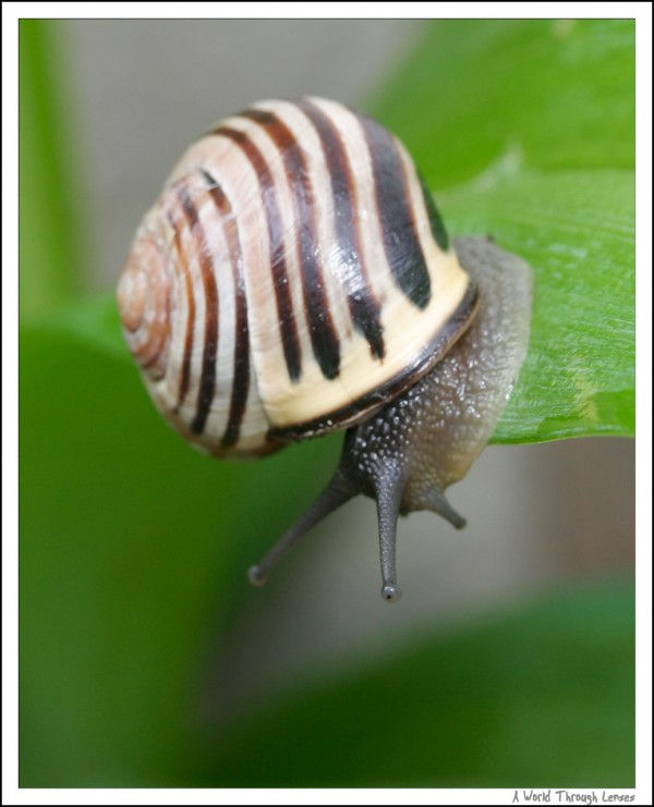 Snail