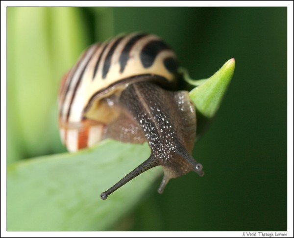 Snail