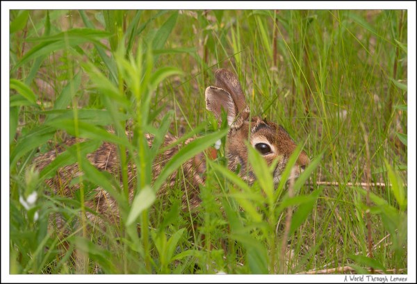 Hare