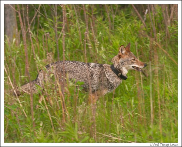 Coyote