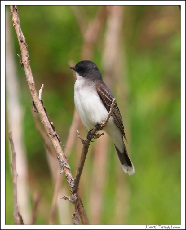 Eastern Kingbird