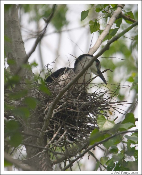 Black-crowned Night Heron