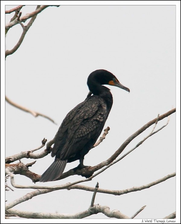 Double-crested Cormorant 