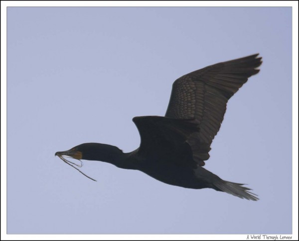 Double-crested Cormorant 