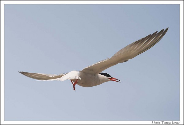 Common Tern