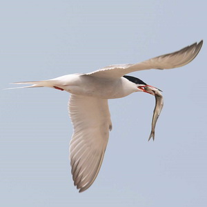 Wildlife at Tommy Thompson Park