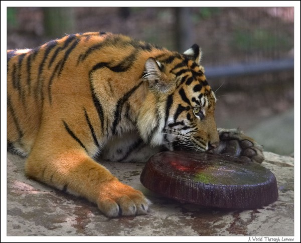 July 10, 2004 is the 1 year birthday for the 3 Sumatran tigers at the Metro Toronto Zoo. The keepers brings in the specially made birth day cake for the 3 birthday boy/girl. 