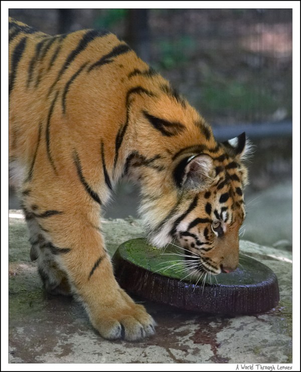 Sumatran tigers birthday