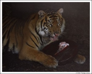 Sumatran tigers birthday