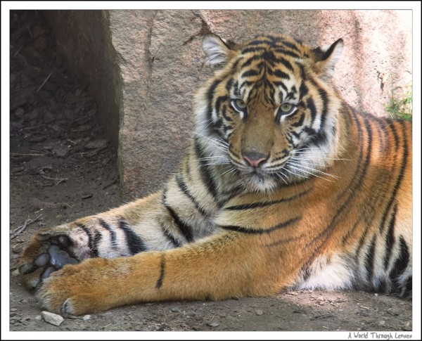 Sumatran tigers birthday