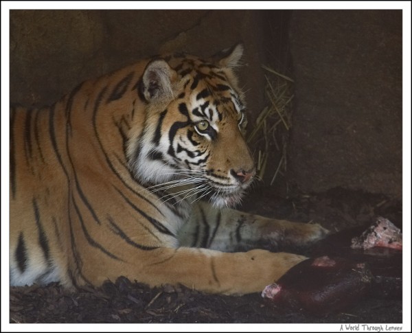 Sumatran tigers birthday