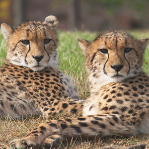 Big cats at the zoo