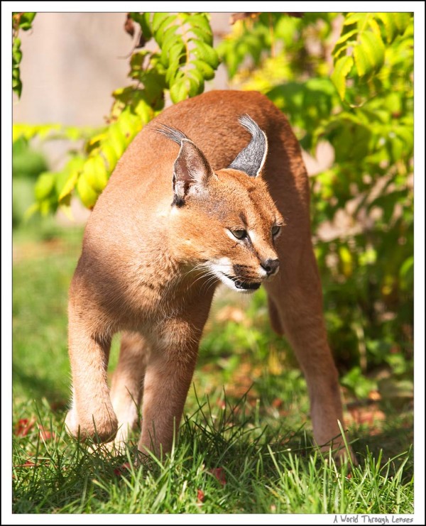 Caracal