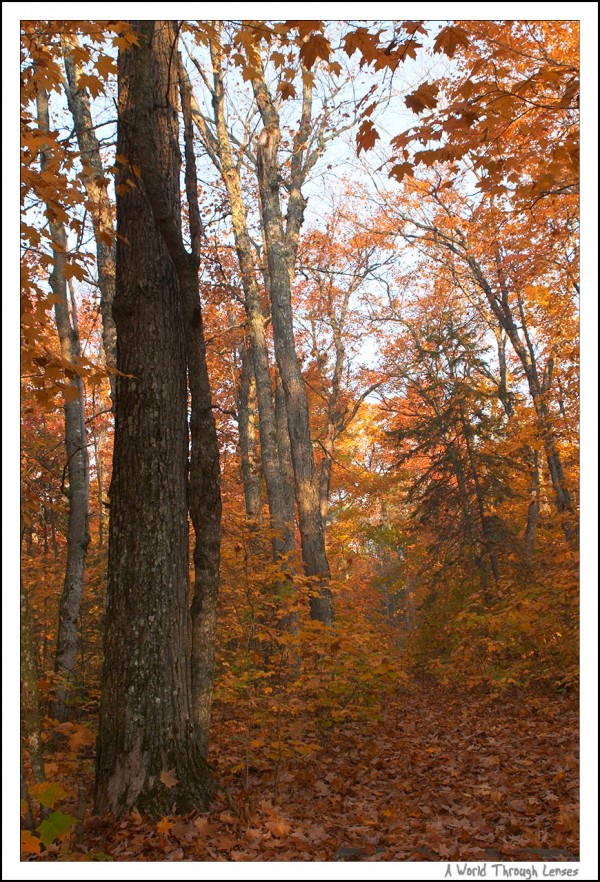 Fall Color at Canisbay Lake