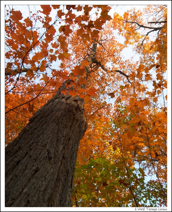 Fall Color at Canisbay Lake