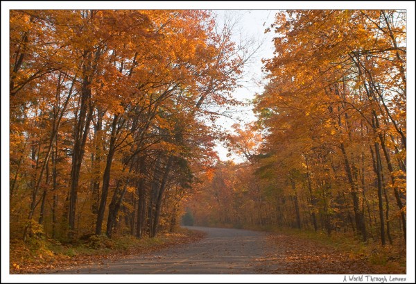 Fall Color at Canisbay Lake