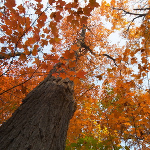 Fall colors in muskoka region