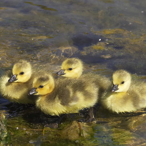 Bird photography with Canon 1D Mk II