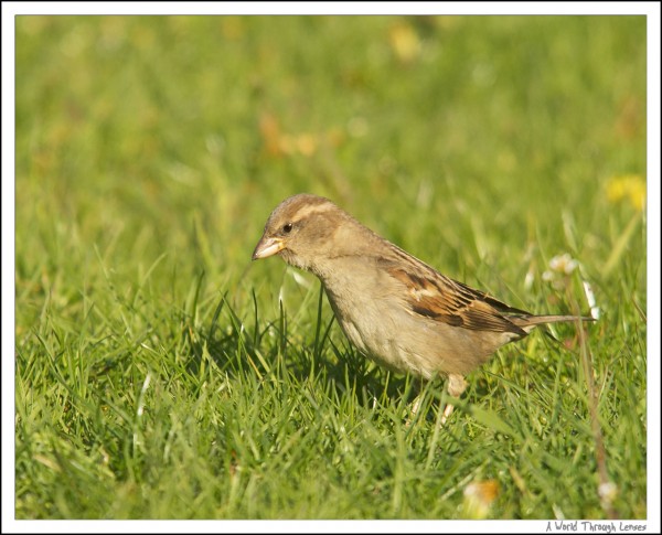 House sparrow