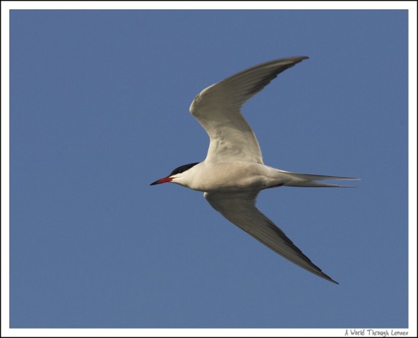 Common tern