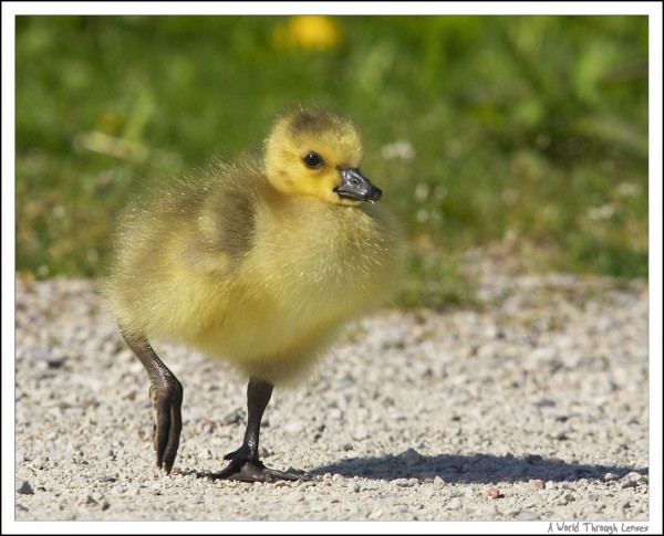 Canadian goose