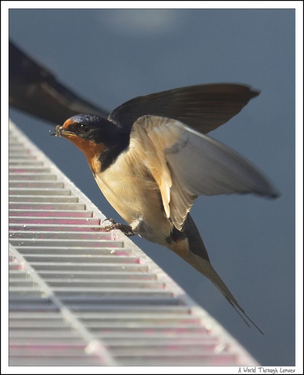 Barn swallow