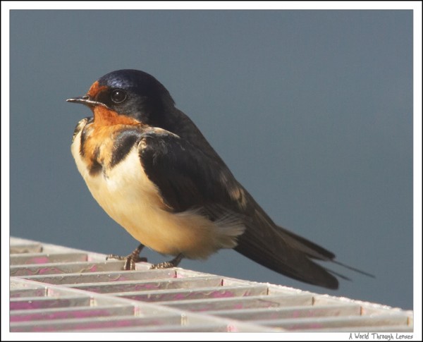 Barn swallow