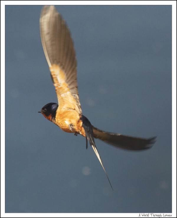 Barn swallow