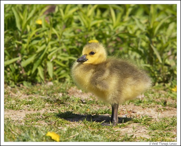 Canadian goose