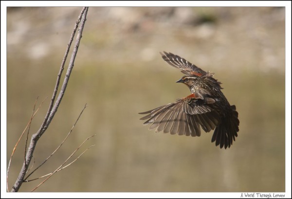 Red-winged Blackbird 