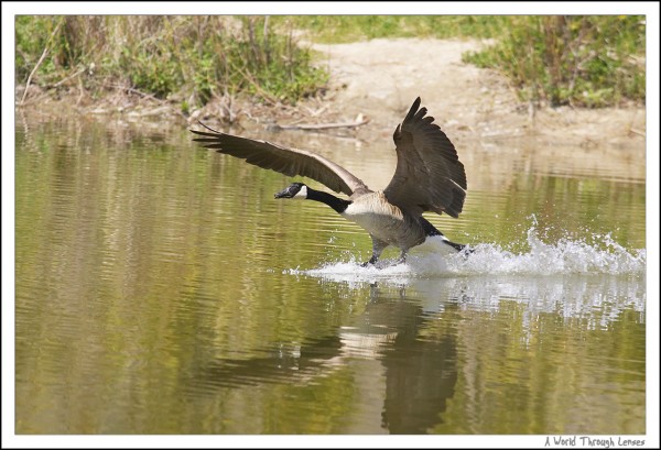 Canadian goose