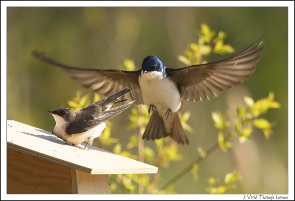 Tree Swallow 