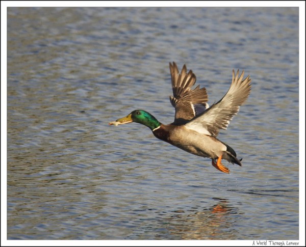 Mallard