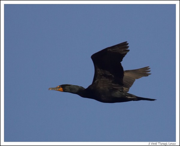 Cormorant 