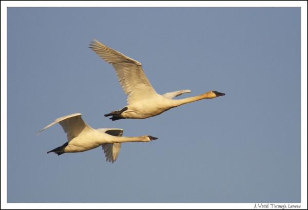 Tundra Swan 