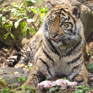 A tale of steaks and tigers