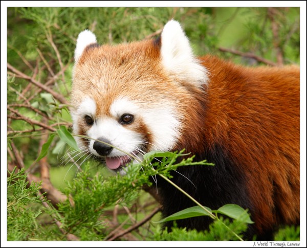 Red Panda