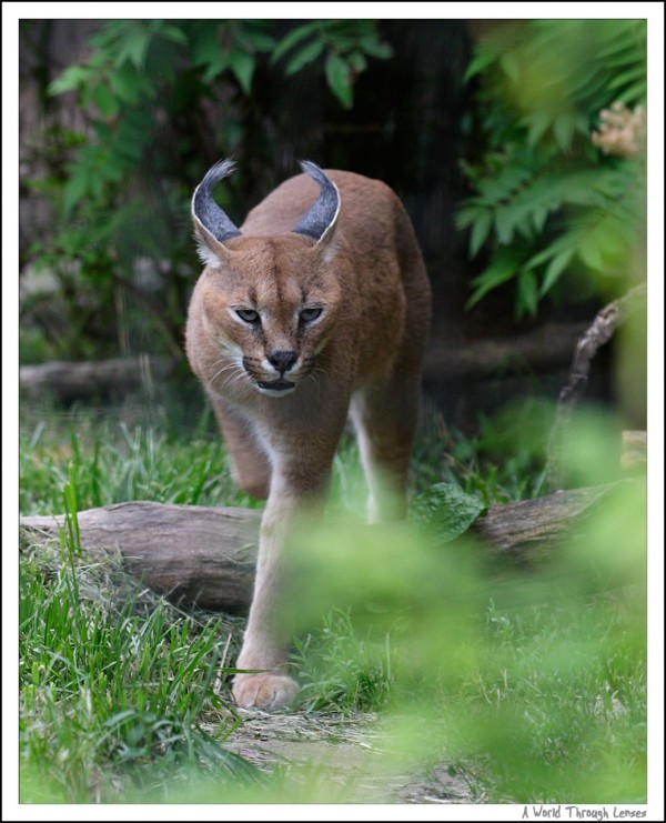 Caracal