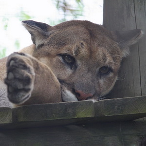 Cat walk at the zoo