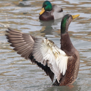 Bird photography with Canon 7D