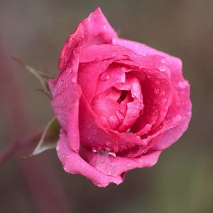In the garden after the rain