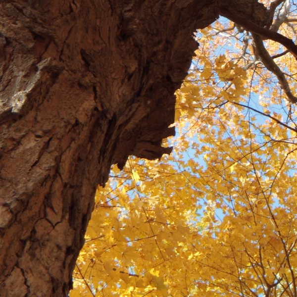 East Point Park 100% crop