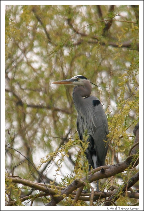 Great Blue Heron 