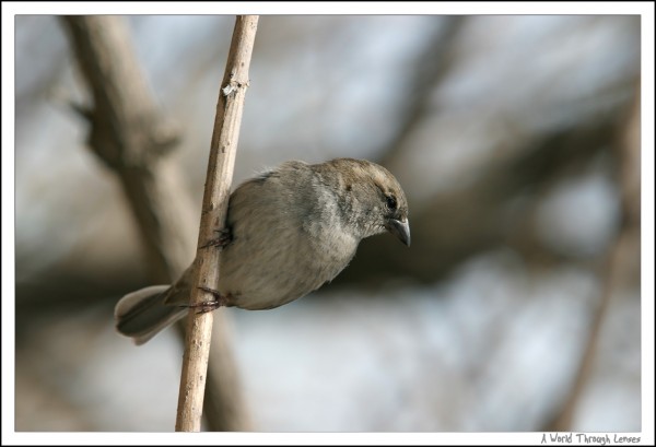 Spanish House Sparrow