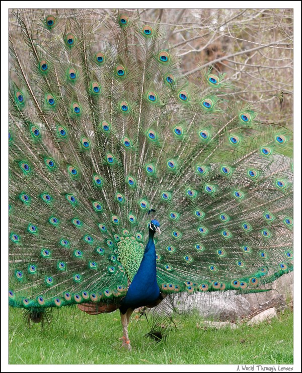 Peacock 