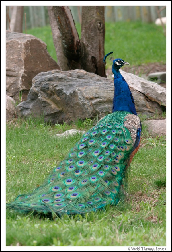 Peacock 