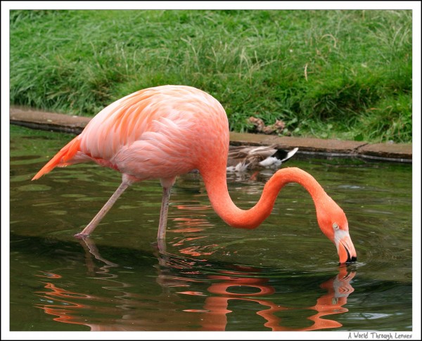 Flamingo 