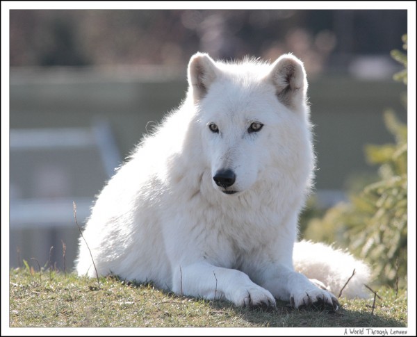 Arctic Wolf